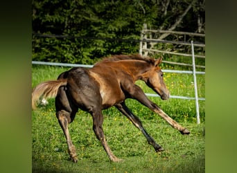 American Quarter Horse, Hengst, Veulen (05/2025), Donkerbruin
