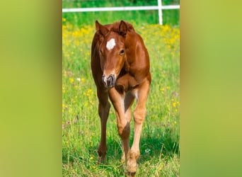 American Quarter Horse, Hengst, , Donkerbruin
