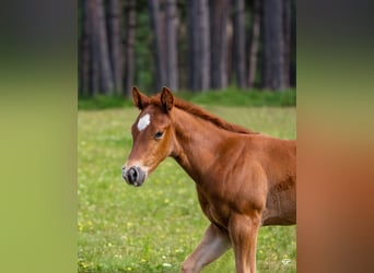 American Quarter Horse, Hengst, , Donkerbruin