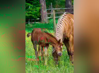 American Quarter Horse, Hengst, , Donkerbruin