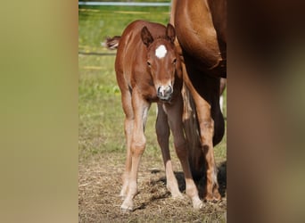 American Quarter Horse, Hengst, , Donkerbruin