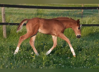 American Quarter Horse, Hengst, , Donkere-vos