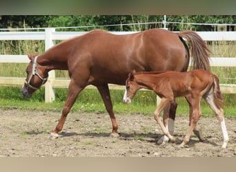 American Quarter Horse, Hengst, veulen (06/2024), Donkere-vos