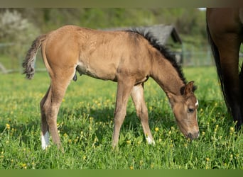 American Quarter Horse, Hengst, , Falbe