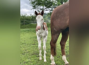 American Quarter Horse, Hengst, veulen (05/2024), Gevlekt-paard