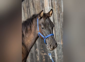 American Quarter Horse, Hengst, Fohlen (04/2024), Grullo