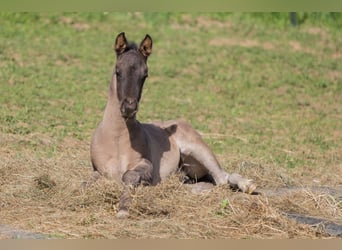 American Quarter Horse, Hengst, veulen (04/2024), Grullo