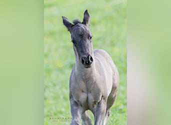American Quarter Horse, Hengst, veulen (04/2024), Grullo