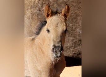 American Quarter Horse, Hengst, veulen (01/2024), Grullo