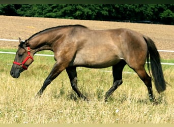 American Quarter Horse, Hengst, veulen (01/2024), Grullo
