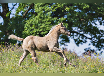 American Quarter Horse, Hengst, veulen (03/2024), Palomino