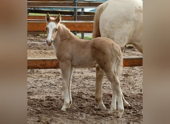 American Quarter Horse, Hengst, veulen (01/2024), Palomino