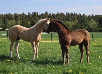 American Quarter Horse, Hengst, , Palomino