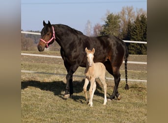 American Quarter Horse, Hengst, , Palomino