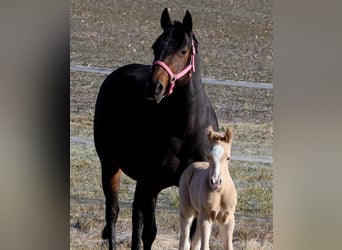 American Quarter Horse, Hengst, , Palomino