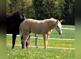 American Quarter Horse, Hengst, , Palomino