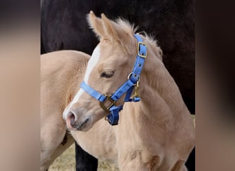 American Quarter Horse, Hengst, , Palomino