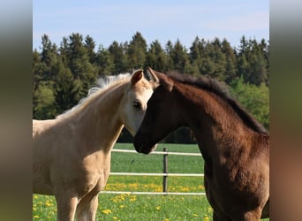 American Quarter Horse, Hengst, , Palomino