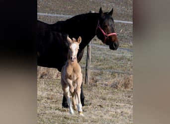 American Quarter Horse, Hengst, , Palomino