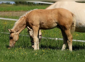 American Quarter Horse, Hengst, veulen (01/2024), Palomino
