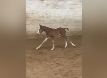 American Quarter Horse, Hengst, Veulen (02/2026)