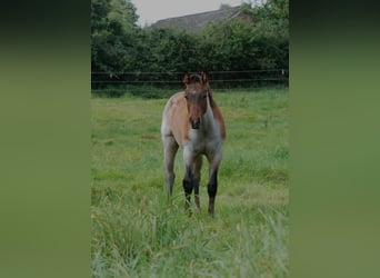 American Quarter Horse, Hengst, Veulen (04/2025), Roan-Bay