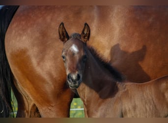 American Quarter Horse, Hengst, veulen (05/2024), Roan-Bay