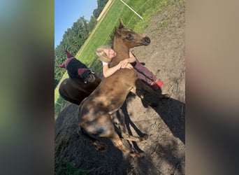American Quarter Horse, Hengst, Veulen (04/2026), Roan-Blue
