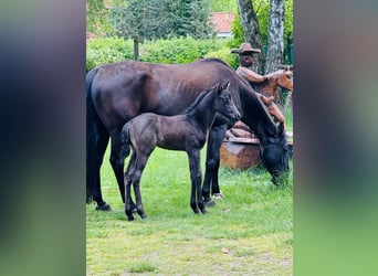 American Quarter Horse, Hengst, , Roan-Blue