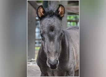 American Quarter Horse, Hengst, , Roan-Blue