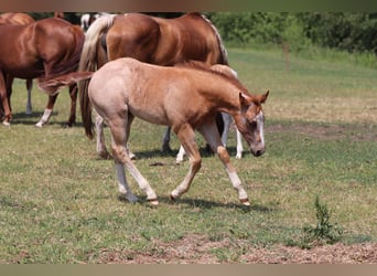 American Quarter Horse, Hengst, veulen (04/2023), Roan-Red