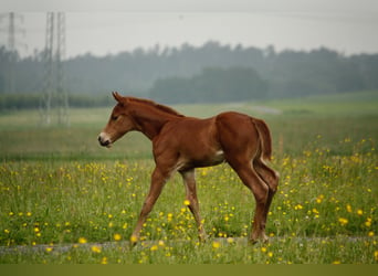 American Quarter Horse, Hengst, veulen (05/2024), Roan-Red