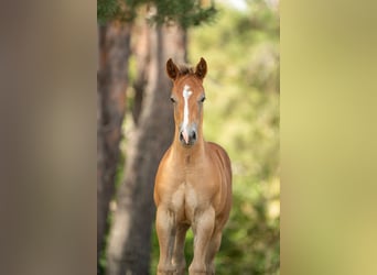 American Quarter Horse, Hengst, Veulen (01/2026), Rood schimmel