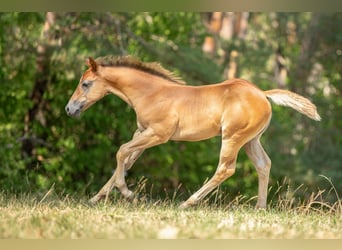 American Quarter Horse, Hengst, Veulen (01/2026), Rood schimmel