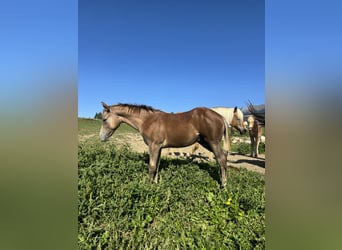 American Quarter Horse, Hengst, Veulen (04/2026), Rood schimmel