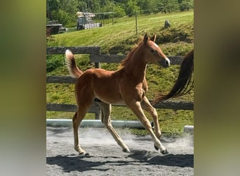 American Quarter Horse, Hengst, Veulen (04/2026), Rood schimmel