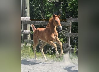 American Quarter Horse, Hengst, Veulen (04/2026), Rood schimmel