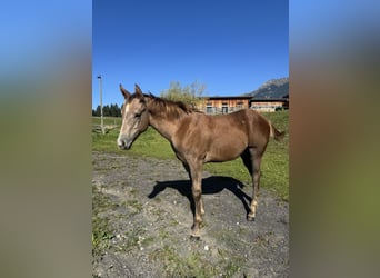 American Quarter Horse, Hengst, Veulen (04/2026), Rood schimmel