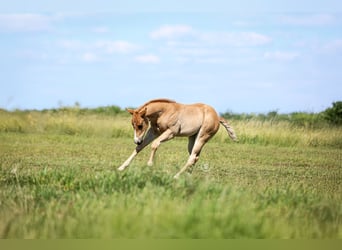 American Quarter Horse, Hengst, Veulen (04/2025), Roodvos