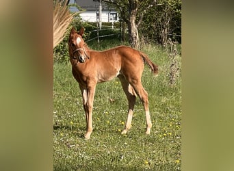 American Quarter Horse, Hengst, , Vos
