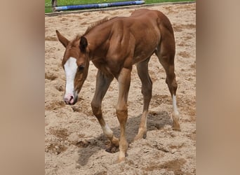 American Quarter Horse, Hengst, veulen (04/2024), Vos
