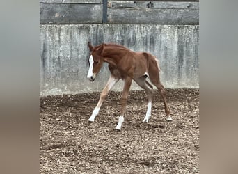 American Quarter Horse, Hengst, , Vos
