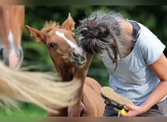 American Quarter Horse, Hengst, veulen (07/2024), Vos