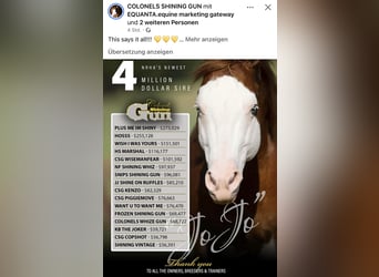 American Quarter Horse, Hengst, Veulen (05/2025), Vos