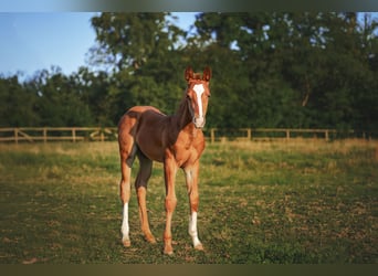 American Quarter Horse, Hengst, Veulen (05/2025), Vos