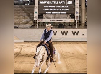 American Quarter Horse, Hengst, veulen (05/2024)