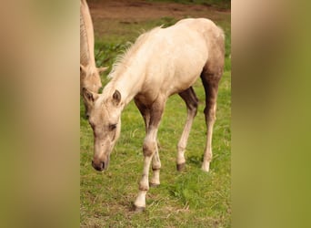 American Quarter Horse, Hengst, veulen (05/2024)