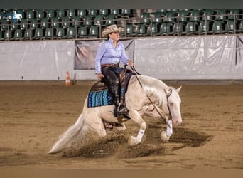 American Quarter Horse, Hengst, veulen (05/2024)