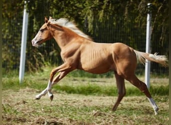 American Quarter Horse, Hengst, veulen (01/2023)