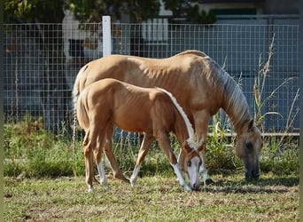 American Quarter Horse, Hengst, veulen (01/2023)